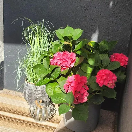 Molly Διαμέρισμα *