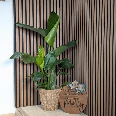 Apartamento Molly